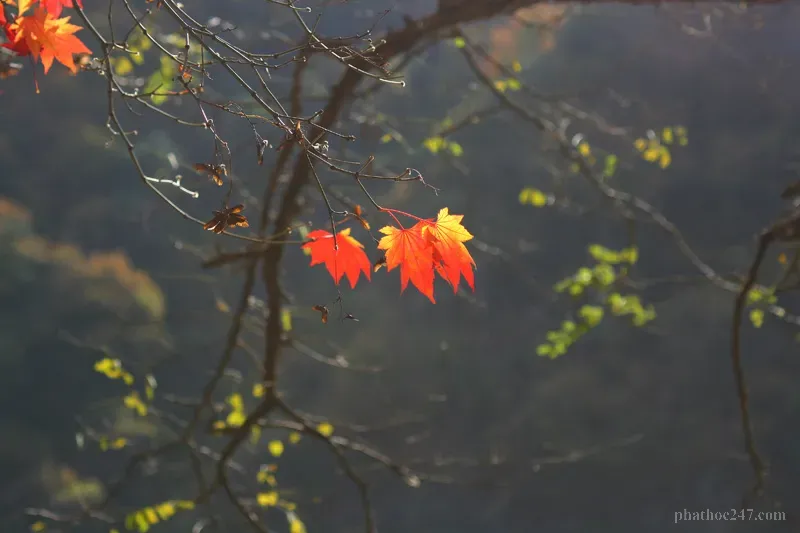 Báo Ứng Hiện Đời: Cận Tử Nghiệp Đáng Sợ 2