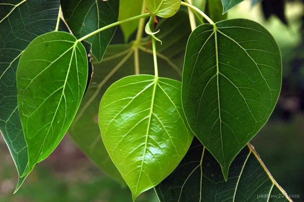 Bồ Tát Quán Thế Âm hiện thân Phạm Vương để dạy bảo giáo lý Phật pháp