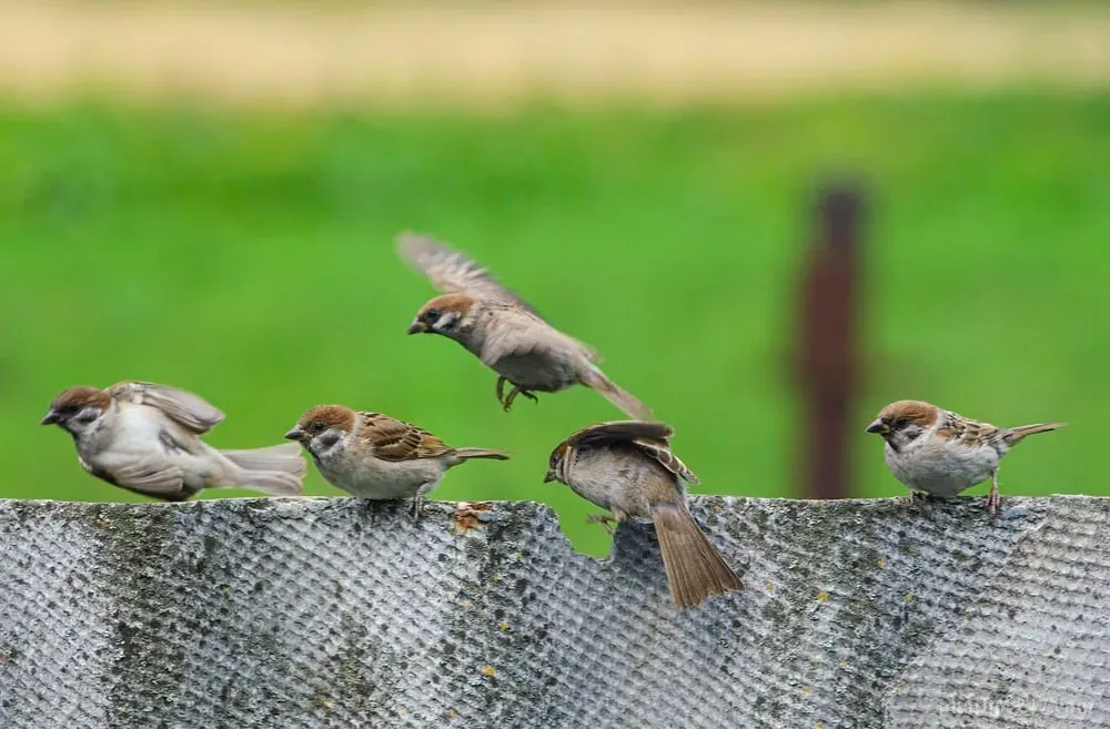 Cây khế xanh tươi nơi bầy chim sẻ tìm kiếm thức ăn và nơi trú ẩn