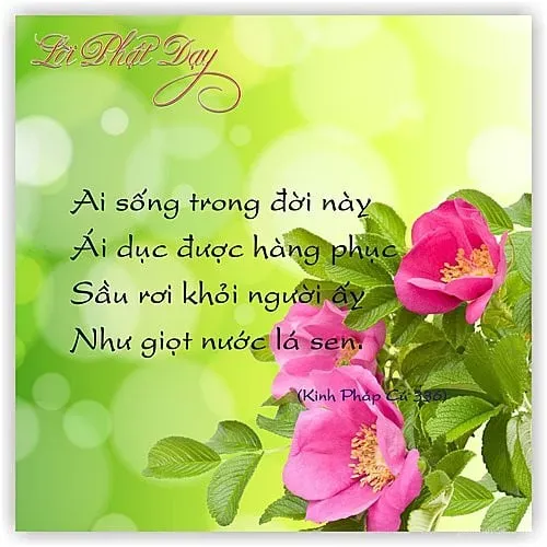 Chánh niệm là chìa khóa để hiểu rõ bản chất của cuộc sống và khổ đau