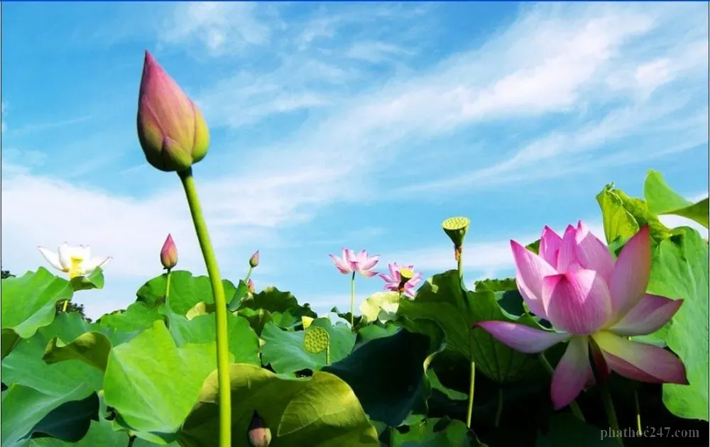 Chánh niệm là chìa khóa để nhận diện và ngăn chặn những lời nói vô bổ