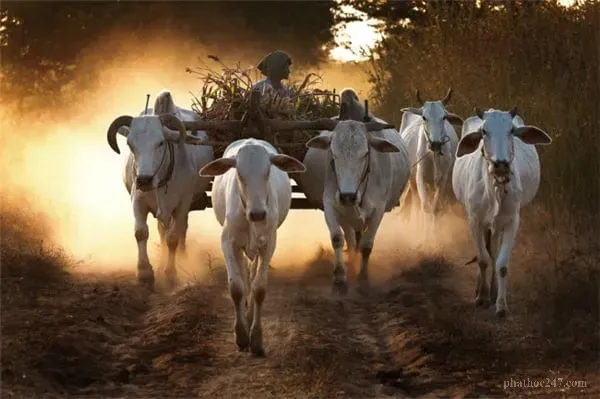 Chấp ngã khiến con người mù quáng như những con bò không nhận biết nguy hiểm