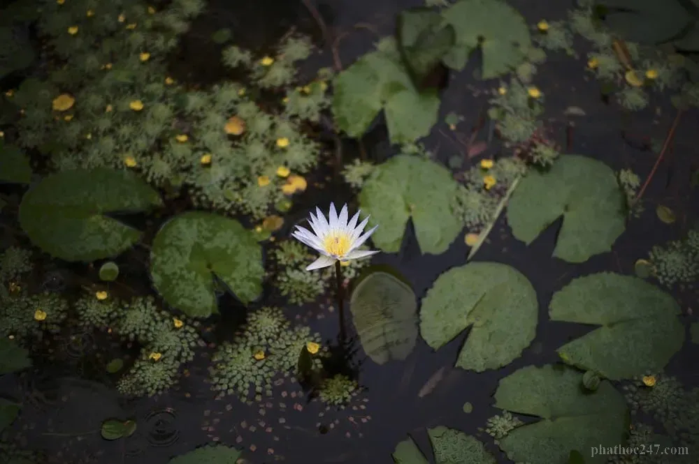 Cộng đồng Phật tử là Tăng thân mạnh mẽ hỗ trợ hành trình tu học của mỗi người