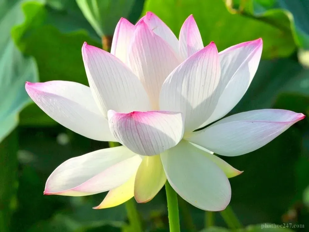 Đức Phật không trốn đời mà trở lại giáo hóa chúng sinh