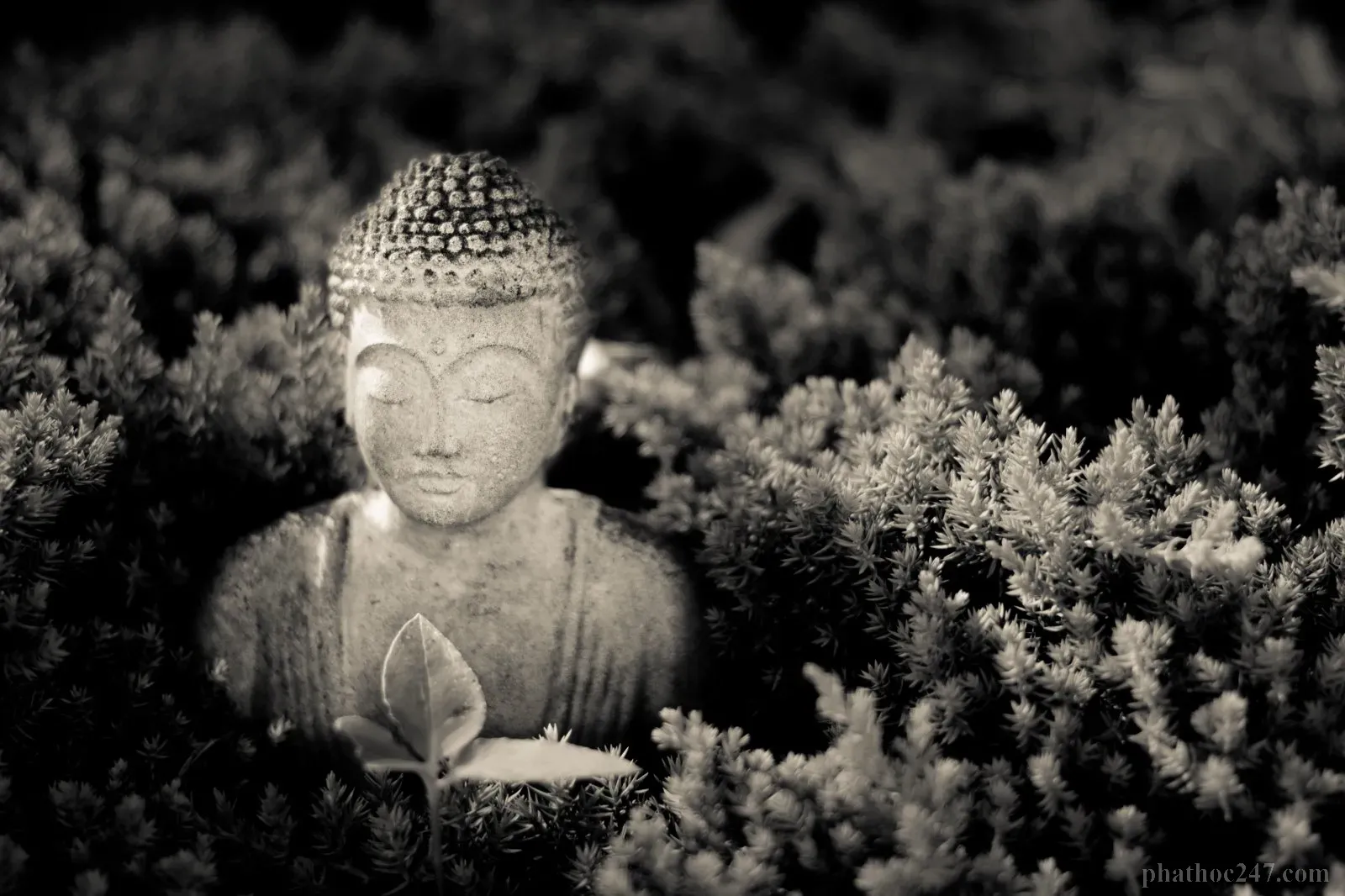 Đức Phật Thích Ca Mâu Ni - người khai mở con đường giác ngộ mà Tolstoy vô cùng kính trọng