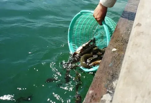 Giác mơ báo ứng từ công đức phóng sinh được kể lại trong câu chuyện