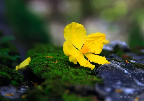 Hoa mai nở rực rỡ sau những ngày lạnh giá của mùa đông