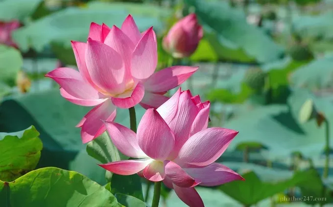 Hoa sen - biểu tượng của đất nước Việt Nam và tinh thần Phật giáo