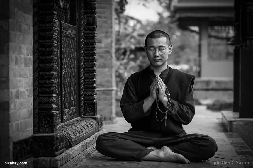 Hoa sen nở trên mặt nước, biểu tượng của sự tinh khiết giữa bụi đất