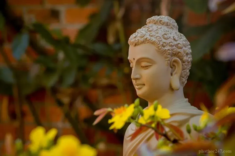 Hoa sen trắng - biểu tượng của sự thanh tịnh và giác ngộ trong Phật giáo