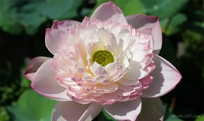 Hương sen bay trên gió, biểu tượng của những điều nhỏ mà ta thường bỏ qua trong tu hành