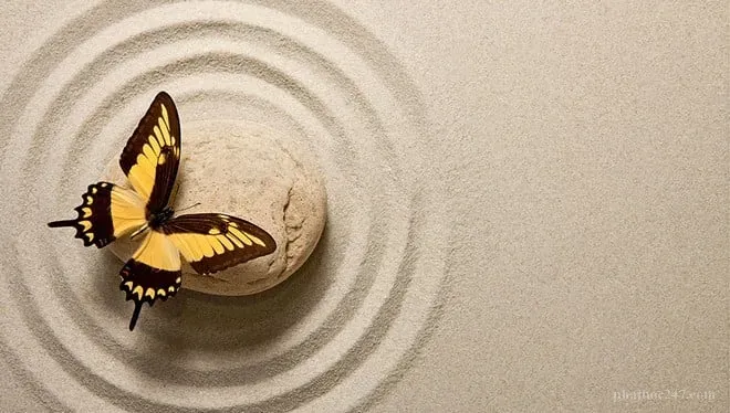 Kệ thiền là kho tàng vô giá của tư tưởng Phật giáo Việt Nam