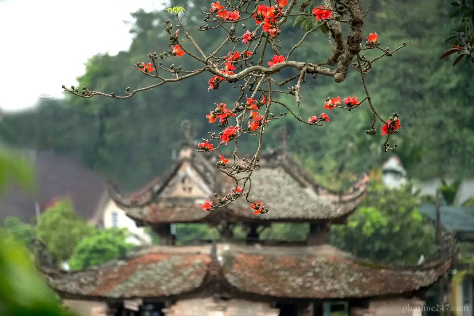 Kiến trúc chùa Thầy với các cây thông xanh bao quanh tả tựu hòa hợp với cảnh quan tự nhiên