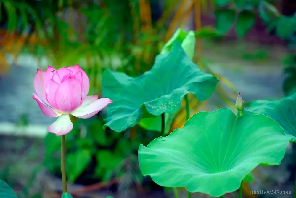 Lòng từ bi của người địa chủ tạo ra những tác động tích cực quanh quanh