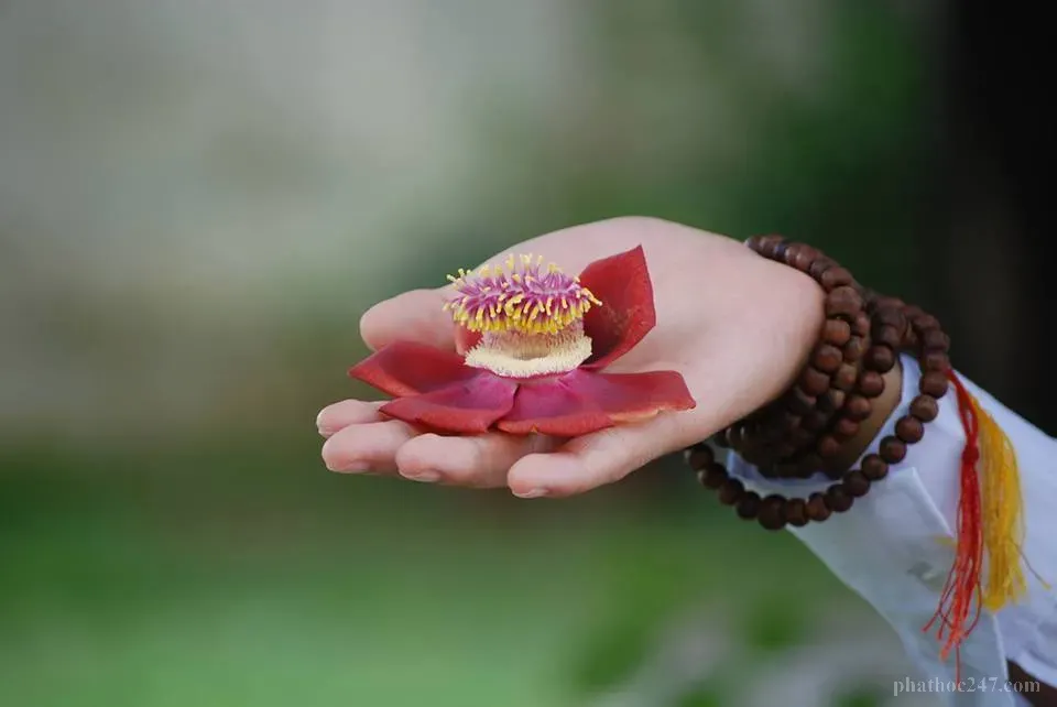 Lòng từ bi mở rộng tâm hồn giúp chúng ta kết nối với mọi người