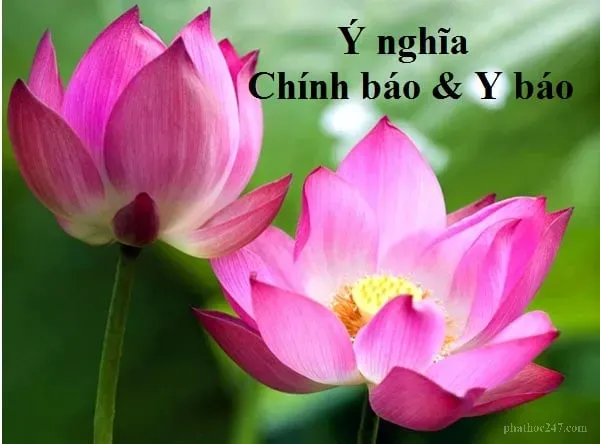 Môi trường tự nhiên thanh sạch thể hiện tâm tư được tu tập của người sinh sống