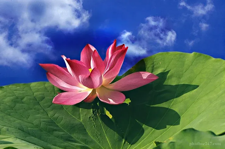 Người thanh niên đang tụng kinh trong ngôi chùa, tập luyện kỷ luật tâm linh thường ngày