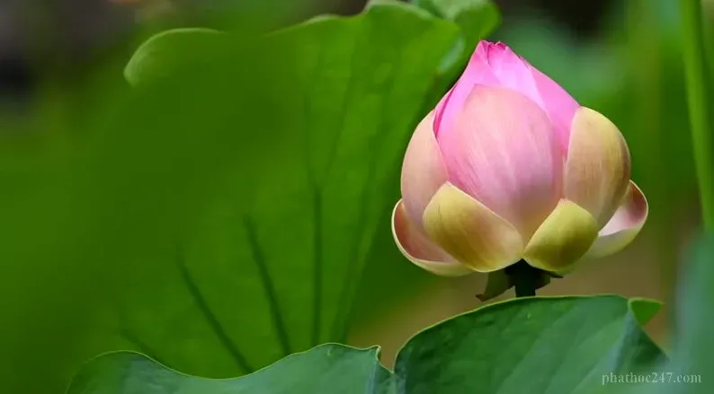 Những câu chuyện thảm thương về báo ứng trong kinh điển Phật giáo