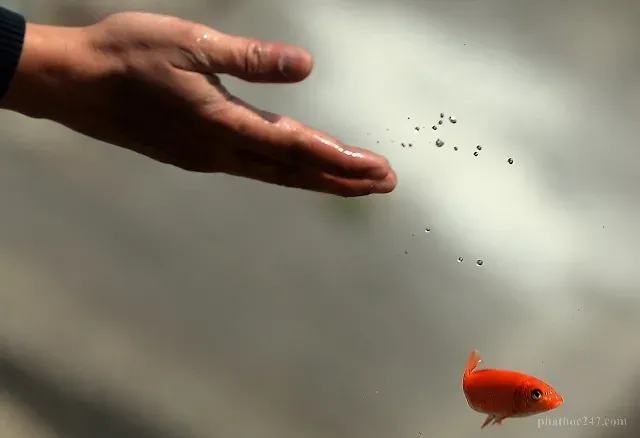 Phong sinh - hành động bảo vệ sự sống - có công đức vô lượng