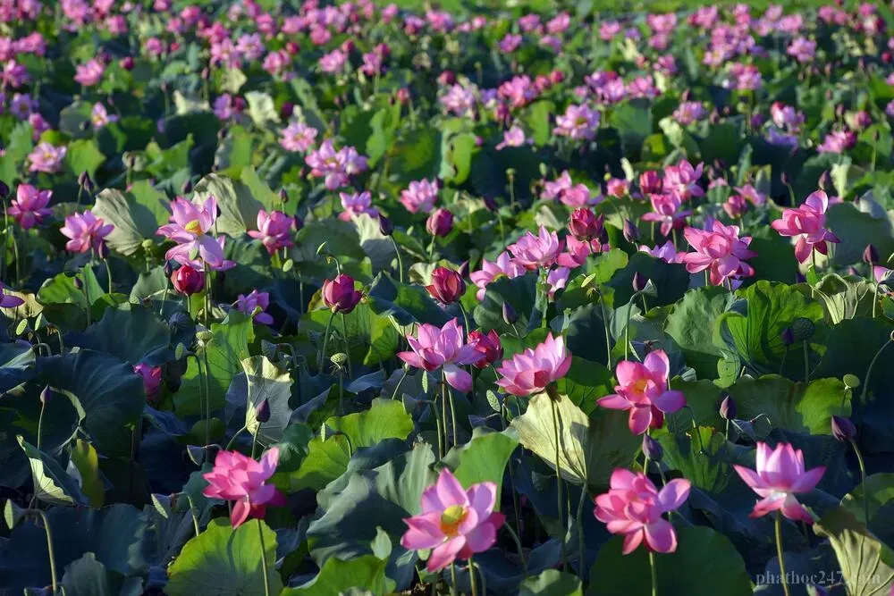 Sự an lạc trong tu học Phật pháp, tâm tư được yên bình giữa các trái vận