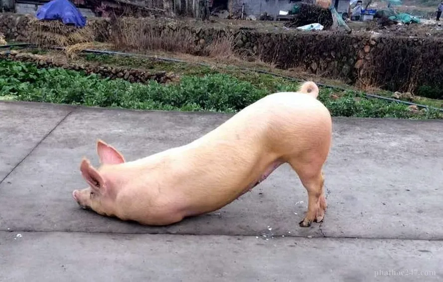 Sự kỳ lạ của nhân quả báo ứng qua con heo tái sinh