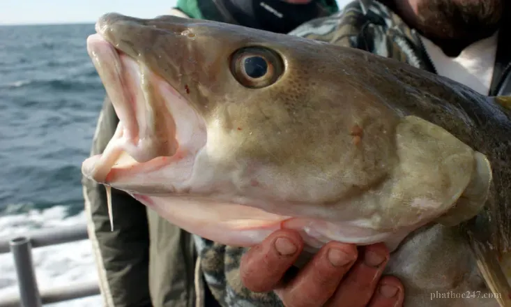 Sức sống của những sinh vật biển