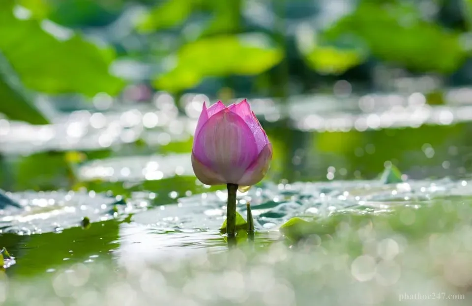 Tâm từ, bi, hỷ, xả - bốn vô lượng tâm của Phật giáo giúp ta yêu thương toàn bộ chúng sinh