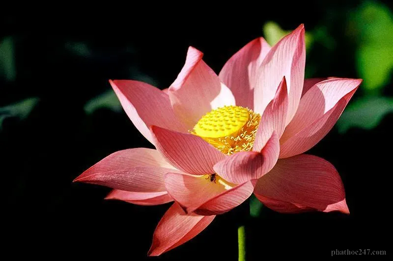 Thiền định giúp chúng ta hiểu sâu hơn về bản chất vô sinh vô diệt của tâm thức