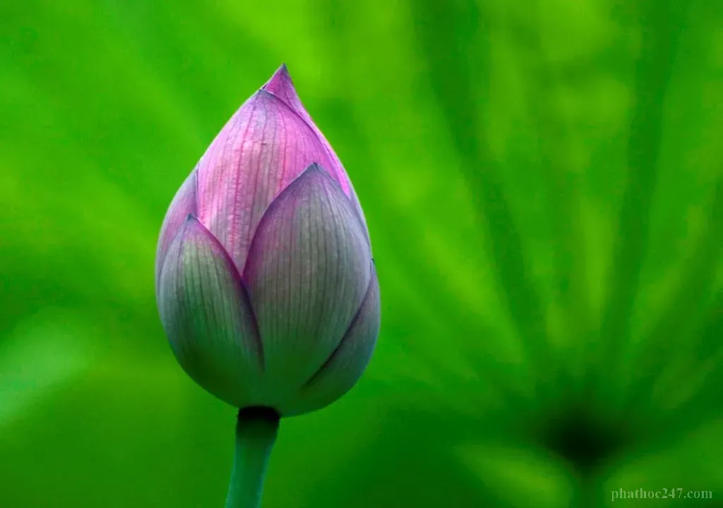 Thiên nhiên yên tĩnh là nơi giúp tâm được bình yên khi sống giản dị