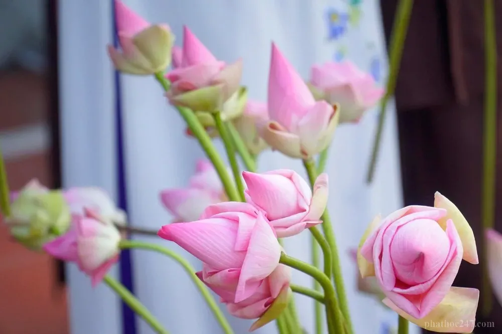 Thiền sư chỉ dạy chàng trai về ý nghĩa thâm sâu của Phật pháp tại thiền viện