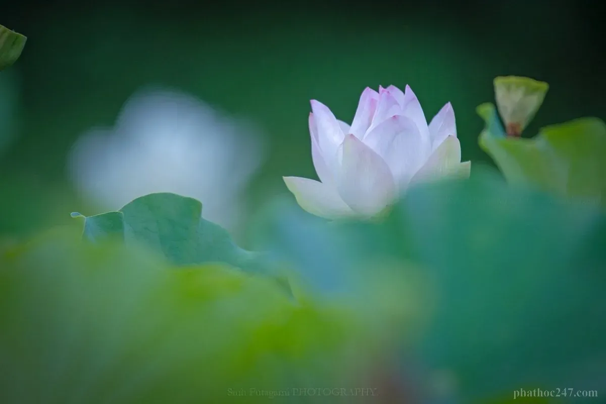 Thiền sư trong tư thế thiền định sâu, thể hiện trạng thái tâm an tĩnh vượt khỏi tranh luận