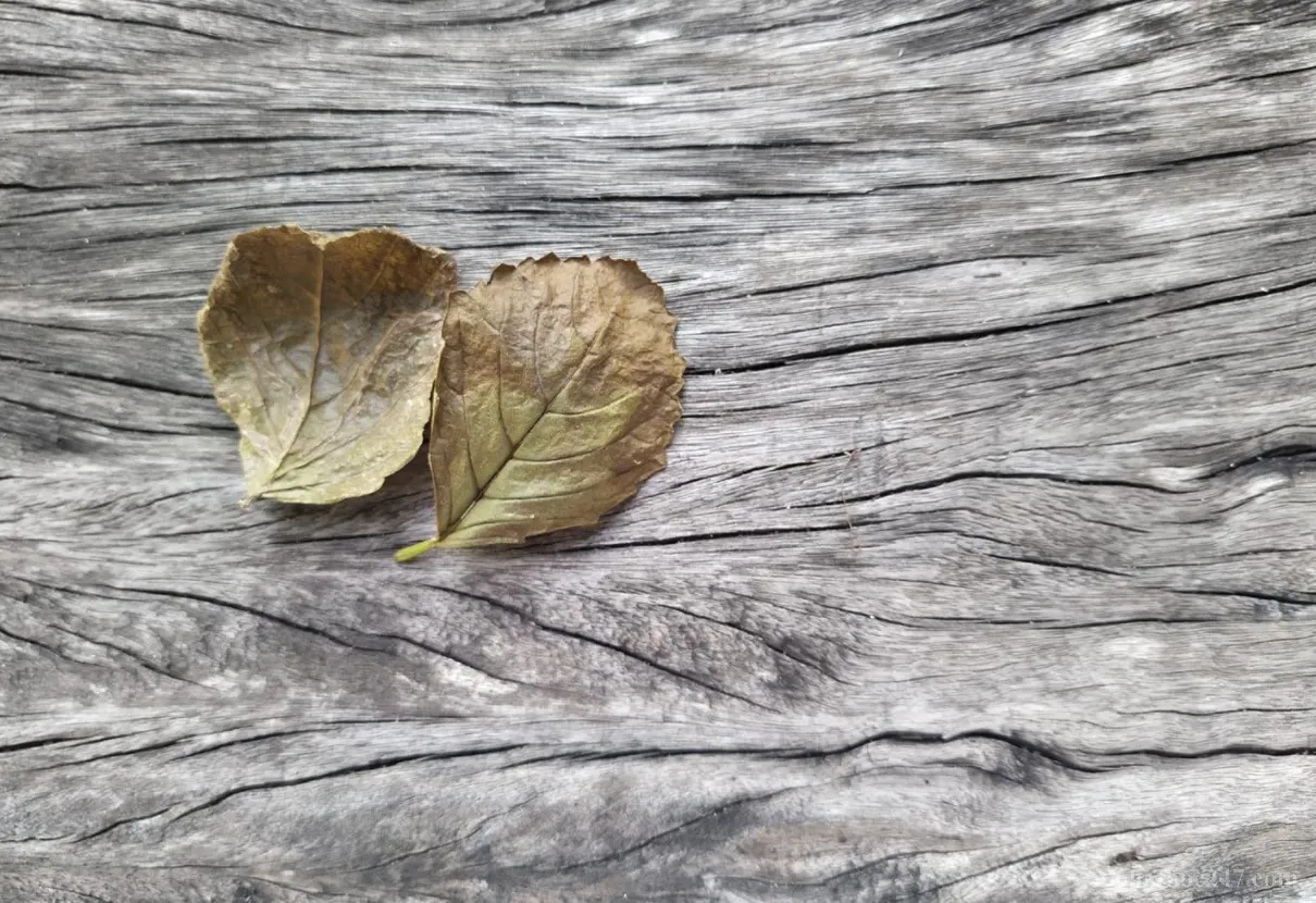 Tinh thần tu tập chân thành - nền tảng của đạo Phật