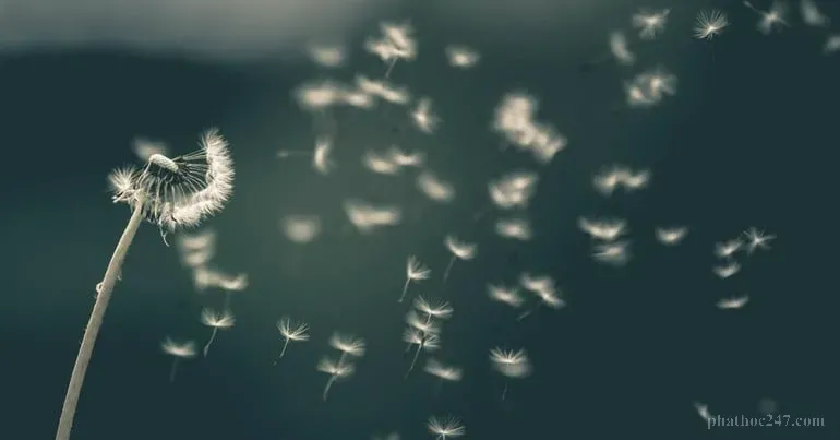 Trí tuệ giúp chúng ta nhận diện đúng sai và vượt qua những khó khăn trong cuộc sống