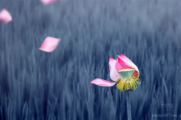 Tượng Phật Bồ Tát với hình ảnh từ bi, tượng trưng cho sự gia hộ