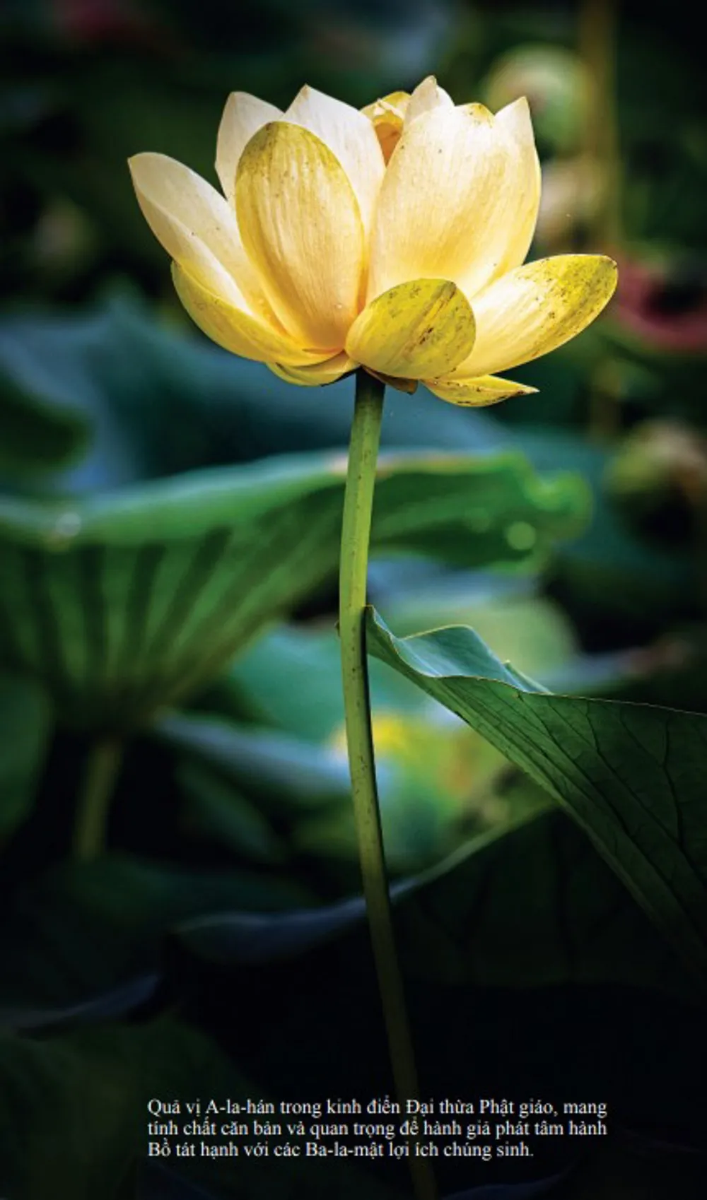 Duyên giác thừa tự tu tập, giác ngộ vô thường qua cảnh vật tự nhiên