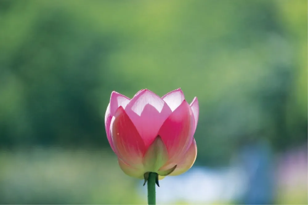 Một vị tu sĩ đang thiền định trong ánh sáng mặt trời buổi sáng, biểu thị sự thanh tịnh và bình tĩnh của tâm thức